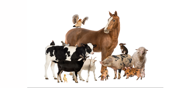 HoofCare-vaahto on kehitetty hevosten sädemädän ja kaviopaiseen, vuohien ja lampaiden sorkkapaiseen päivittäiseen puhdistukseen ja desinfiointiin. Hyvä ja säännöllinen sorkkahoito ennaltaehkäisee sorkkasairauksia ja tukee hyväa sorkkaterveyttä!